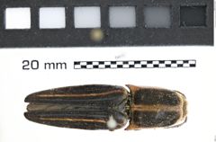 Foto (Dorsalansicht) von Hemirhipus lineatus (NHMW-ZOO-COL-0008177)